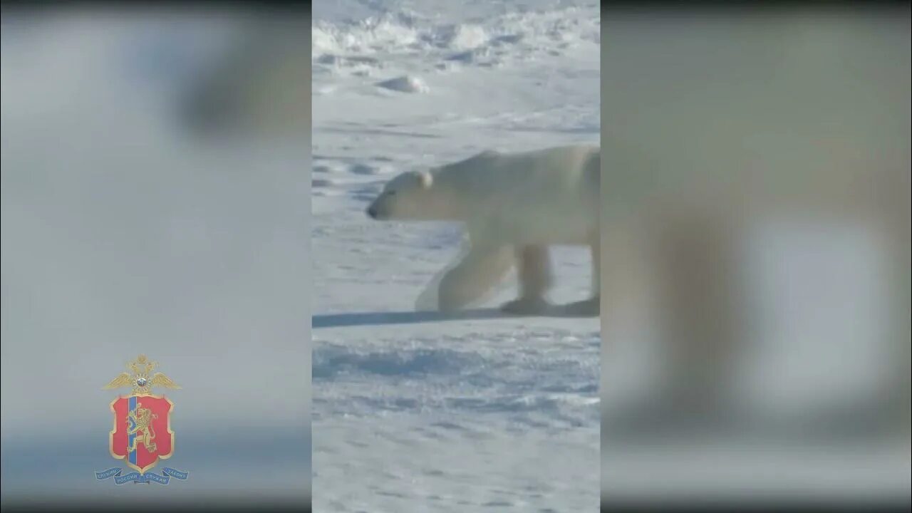 Случилось это весной на таймыре основная мысль. Медведи на Таймыре зимой. Медведи в Норильске видео 2016.