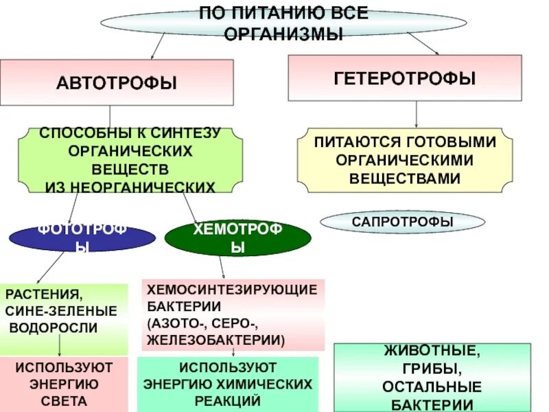 Типы обмена веществ автотрофы и гетеротрофы. Автотрофный и гетеротрофный Тип питания. Типы питания бактерии автотрофы примеры. Типы питания автотрофы и гетеротрофы. Организмы потребляющие готовые органические