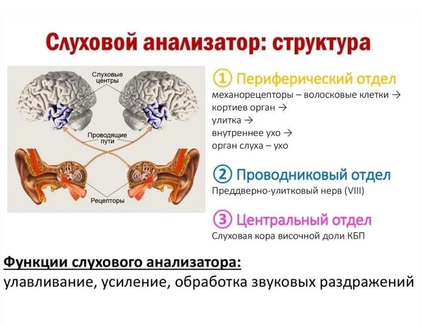 Отделы и структуры слухового анализатора. Перечислите основные звенья слухового анализатора.. Строение рецепторного отдела слухового анализатора. Корковый отдел слухового анализатора. Центральный орган слуха