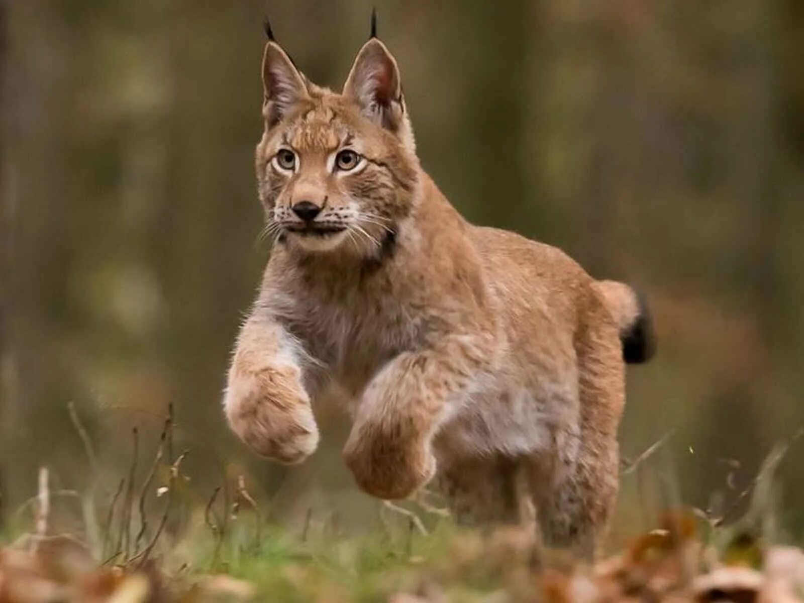 Беловежская пуща Рысь. Lynx Lynx Linnaeus. Каджи Рысь. Обыкновенная Рысь. Тяжелая рысь