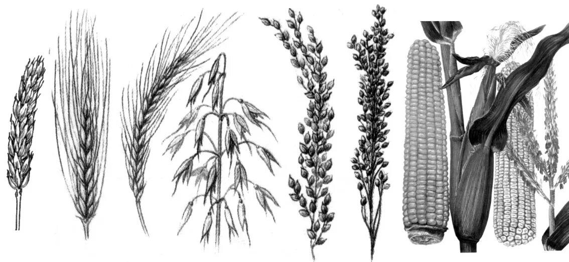 Плоды хлебных злаков под названием. Однодольные растения семейство злаки. Однодольные растения Колос злаки. Однодольные растения рис. Рис семейство злаковые.