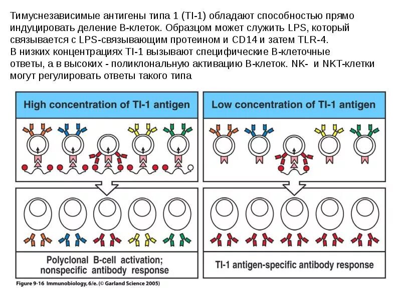 Тимофеев иммунный. Иммунного ответа гуморального типа на тимусзависимые антигены. Иммунный ответ на тимуснезависимые антигены. Характеристики тимусзависимых и тимуснезависимых антигенов.. Т-зависимые и т-независимые антигены.