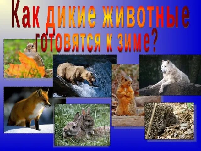 Подготовить как животные. Животные готовятся к зиме. звери готовятся к зиме. презентация дикие животные зимой. дикие животные готовятся к зиме.