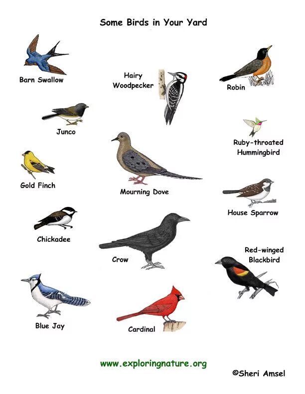 Название птиц. Птицы на английском. Названия птиц на английском. Названия птиц на английском с переводом.