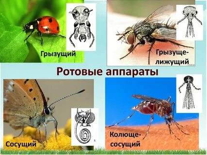 Грызущие насекомые