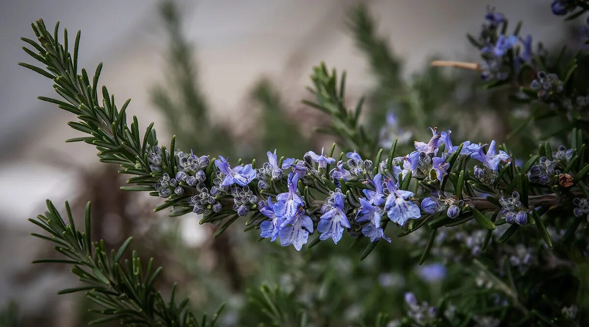 Rosmarinus officinalis. Розмарин Крымский. Розмарин цветы. Розмарин цвет.