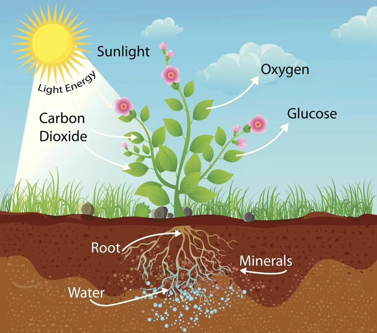 Photosynthesis. Фотосинтез вектор. Photosynthesis Minerals. Корни растений всасывают из почвы воду и органические вещества.