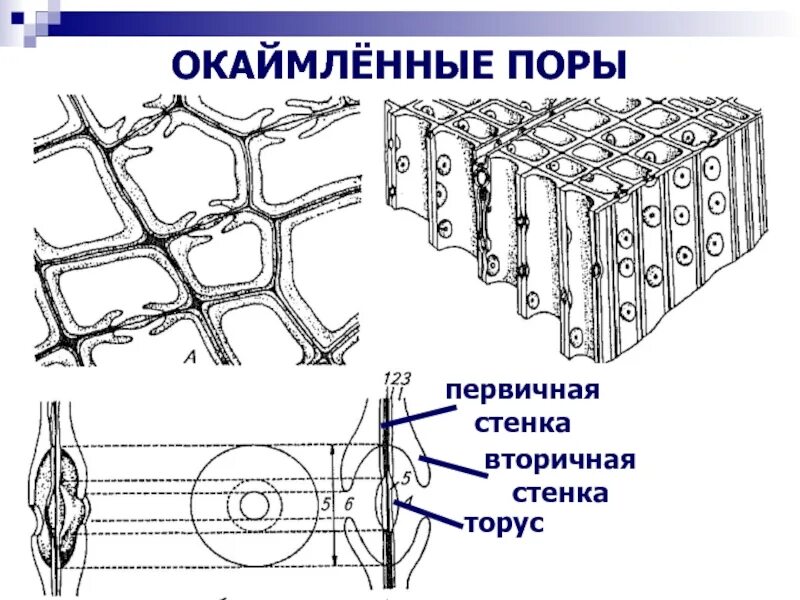 Окаймленные поры в древесине сосны. Строение клеточной стенки древесины. Строение окаймленной поры. Окаймленные поры трахеиды.