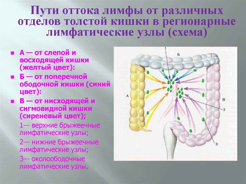 Лимфатические узлы в кишечнике. Регионарные лимфоузлы Толстого кишечника. Лимфоотток поперечно ободочной кишки. Региональные лимфатические узлы тонкой кишки. Отток лимфы от толстой кишки.