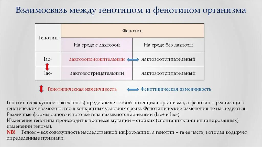 Запишем соотношение генотипов и фенотипов. Генотип и фенотип их взаимосвязь. Изменчивость генотип и фенотип. Понятие о генотипе и фенотипе. Ген белок признак.