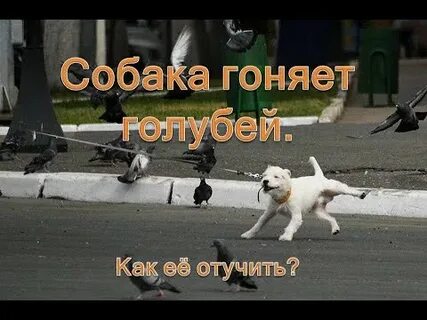 Собак гонять