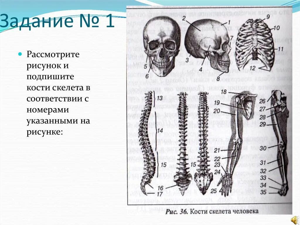 Скелет человека 8 класс биология. Опорно двигательная система осевой скелет. Скелет биология 8 класс. Подписать части скелета. Назовите указанные кости