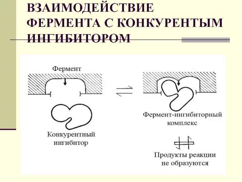 Ингибиторы ферментов. Типы ингибирования ферментов. Необратимое ингибирование ферментов. Ингибиторы ферментов примеры. Препарат ингибитор фермента