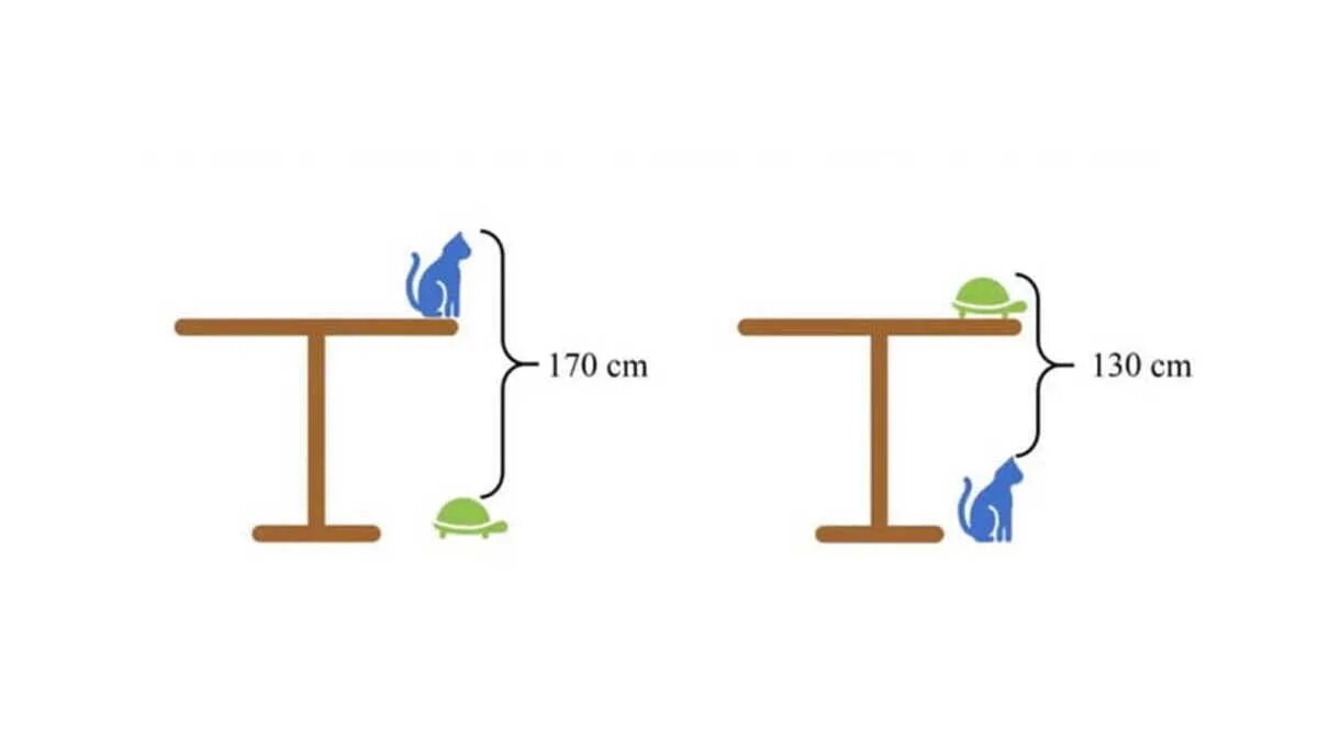 Задача высота стола. Задача про высоту стола с кошкой и черепахой. Загадка про высоту стола кошку и черепаху. Задача про стол кота и черепаху решение. Загадка черепаха и кот.