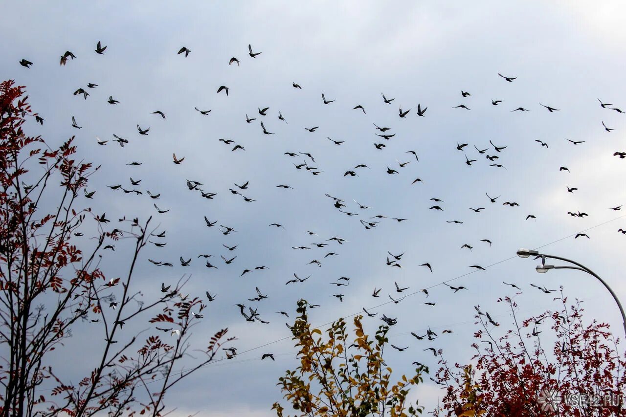Много птиц. Стая птиц. Птицы улетают. Птицы в небе. Птицы улетают.