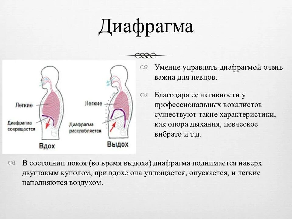 Пение диафрагмой. Диафрагма человека при вдохе. Диафрагмальное дыхание. Диафрагмальный Тип дыхания. Правильное дыхание в пении.