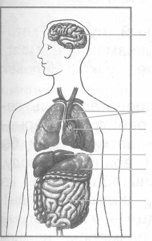 Макет строения внутренних органов человека. Внутреннее строение человека. Макет строение тела человека. Подпиши органы человека. Органы человека рисунок.