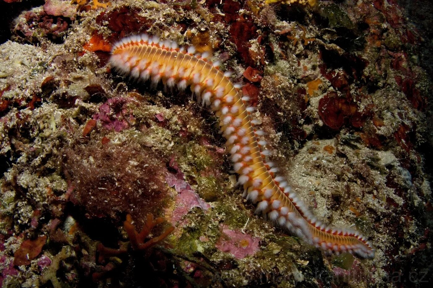 морские черви средиземного моря. многощетинковые морские черви полихеты. морская гусеница. Hermodice carunculata огненный червь. морские многощетинковые кольчатые черви.