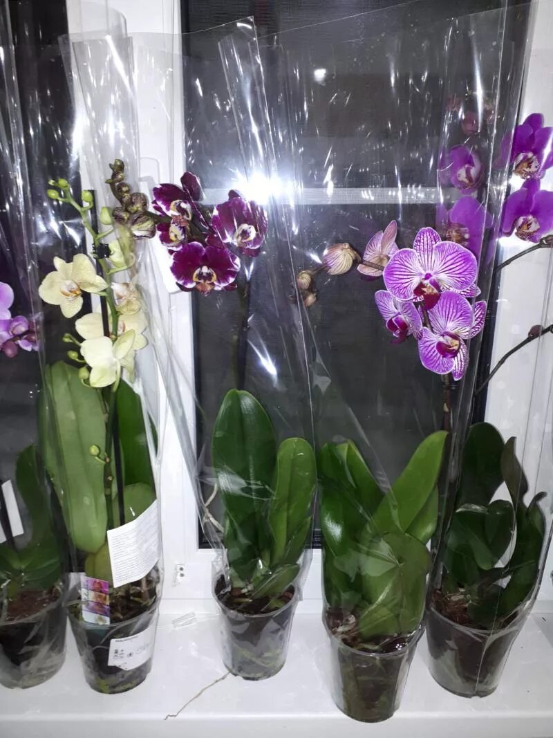 Орхидея уход после покупки. Орхидеи в доме. Подсветка для орхидей. Орхидея в магазине. Орхидеи после.