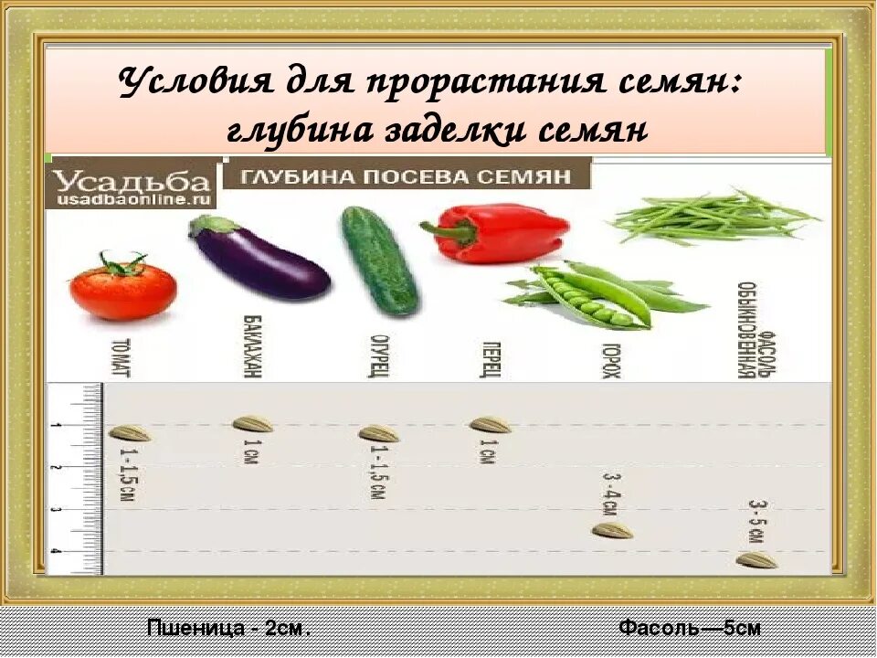 Тест по теме прорастание семян 6 класс. Условия прорастания семян. Глубина посева семян для детей. Условия для проращивания семян. Условия прорастания семян схема.