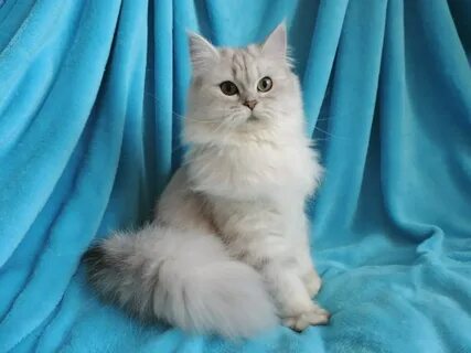 Британская длинношерстная