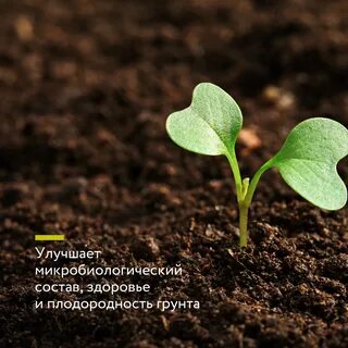 See plant