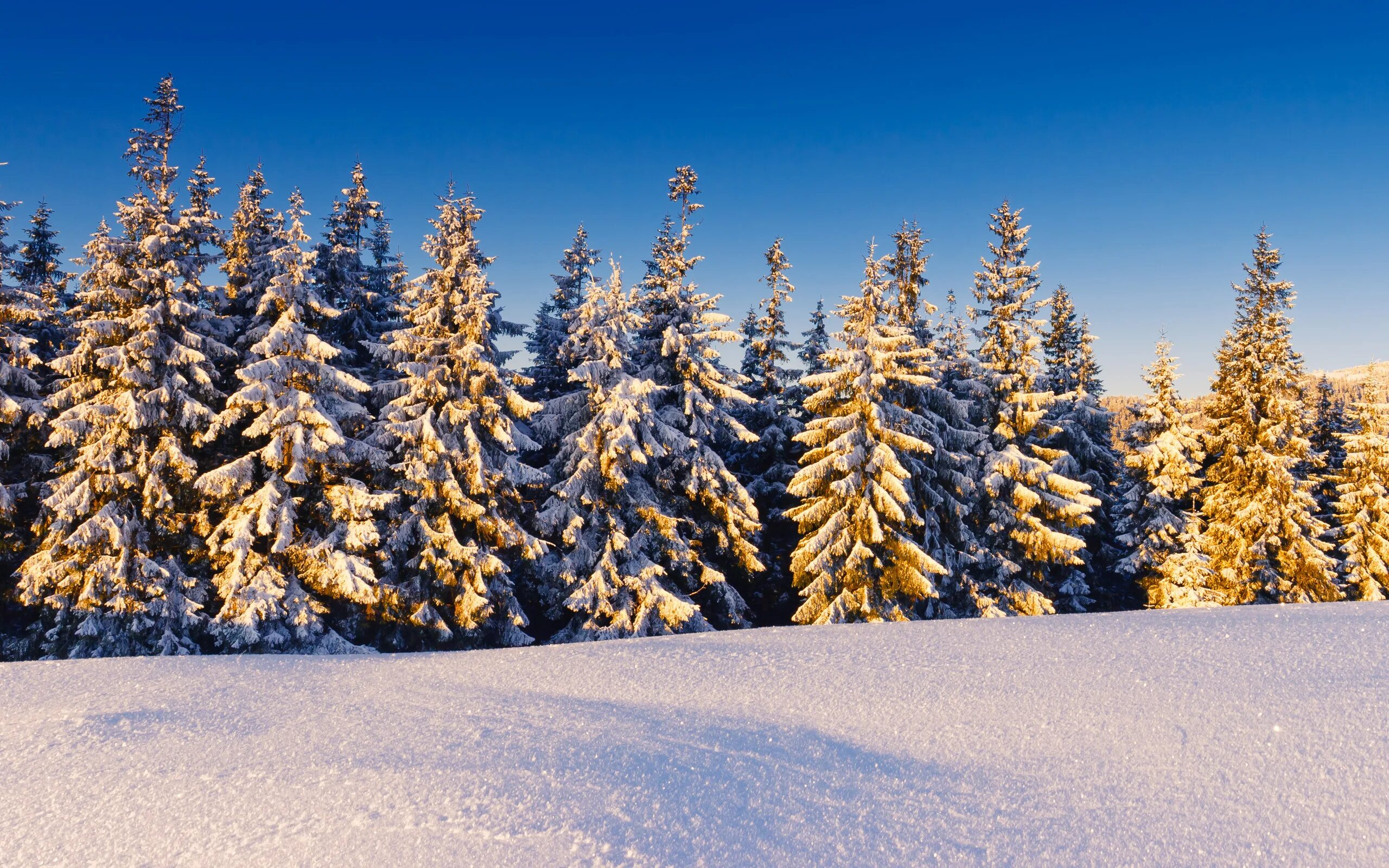 Зимняя природа. Зимний лес. Ели в снегу. Пейзаж зимнего леса. Елки сугробы