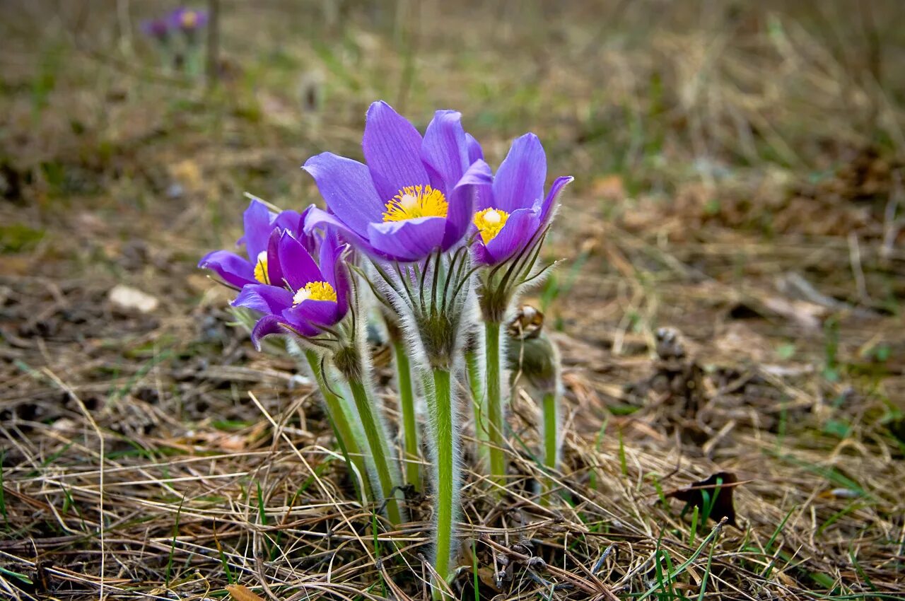 Прострел Луговой Pulsatilla pratensis. Прострел - сон трава. Прострел раскрытый (Pulsatilla Patens). Прострел многонадрезный. Пострел цветы