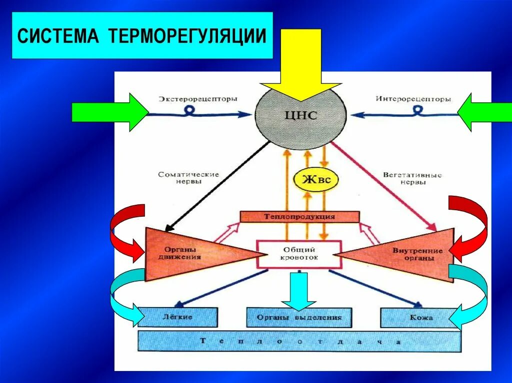 Где располагаются центры терморегуляции. Терморегуляция схема. Функциональная система терморегуляции. Нервная система в терморегуляции. Функциональная система терморегуляции физиология.