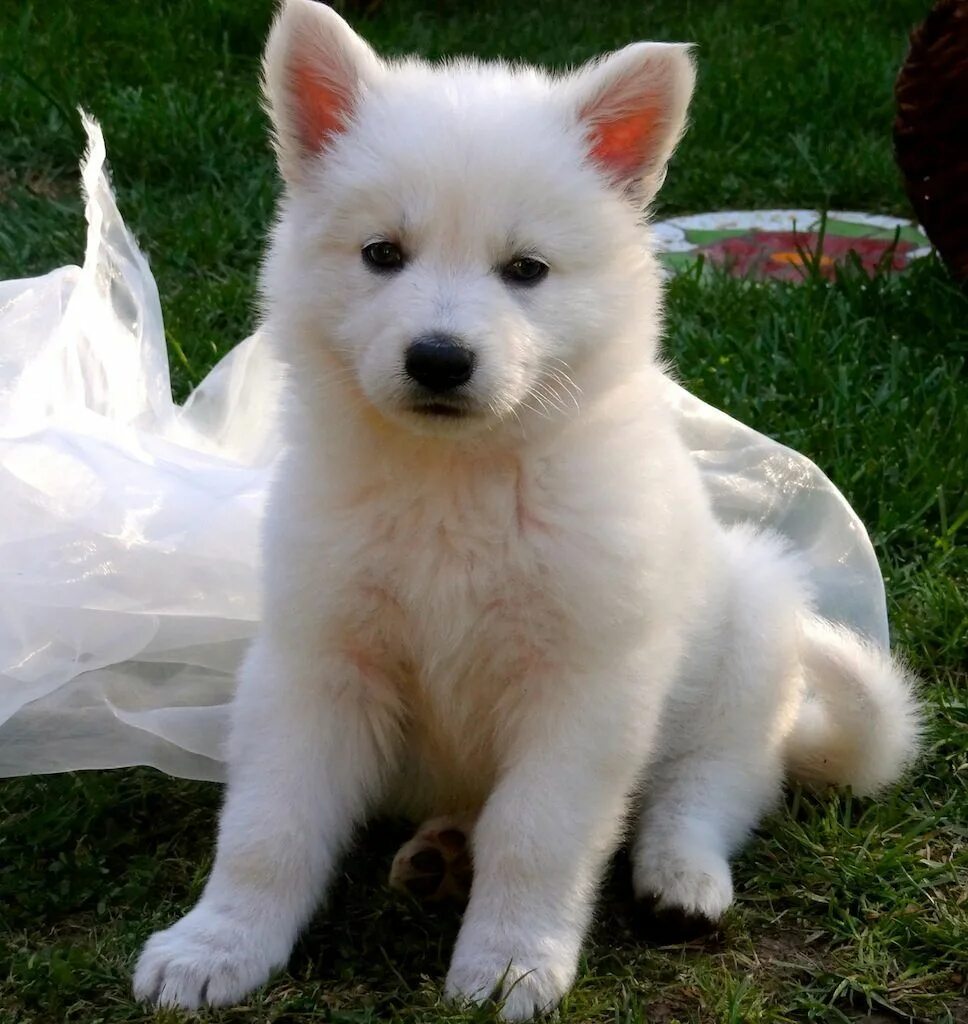 Сонник собака без. Лабрадор белый самоед белый. Чинук собака белая. Чинук порода. Белоснежный щенок.
