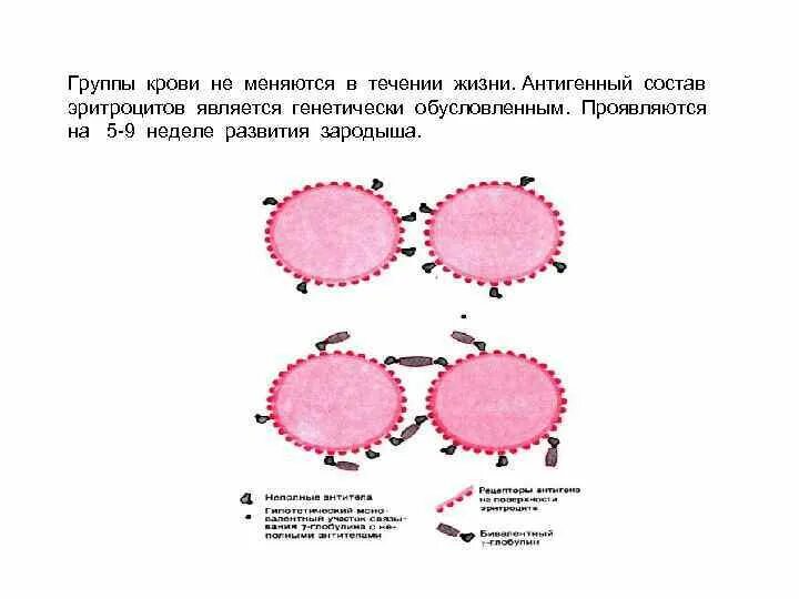 Группа крови может меняться. Может ли измениться группа крови. Может ли поменяться группа крови в течении жизни. Может измениться группа крови у человека в течении жизни.