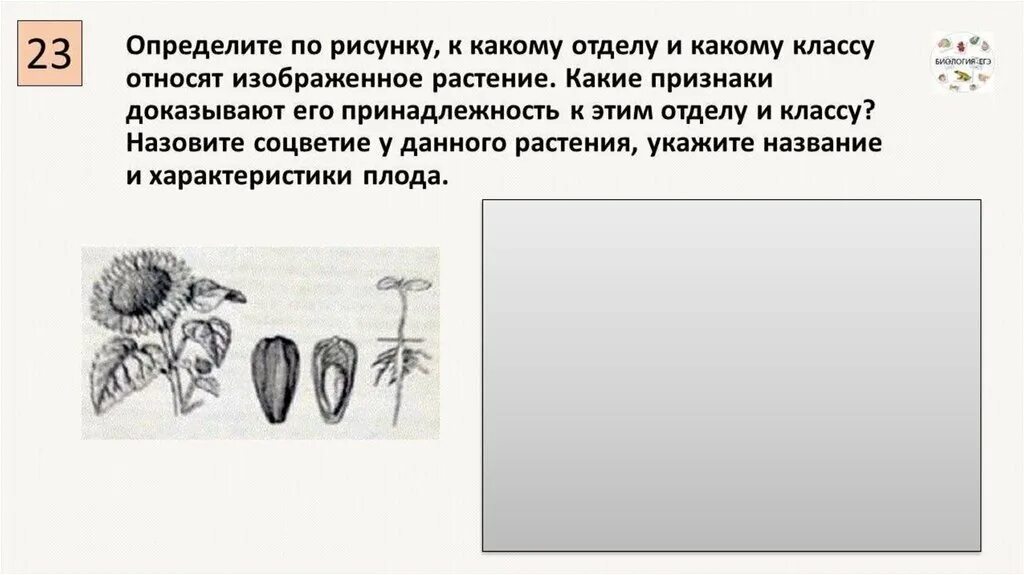 Определите к какому. К какому классу относится растение изображенное на рисунке. к какому классу относят растение изображенное на рисунке. к какому отделу относится это растение. к какому классу растений относят растение изображенное на рисунке.