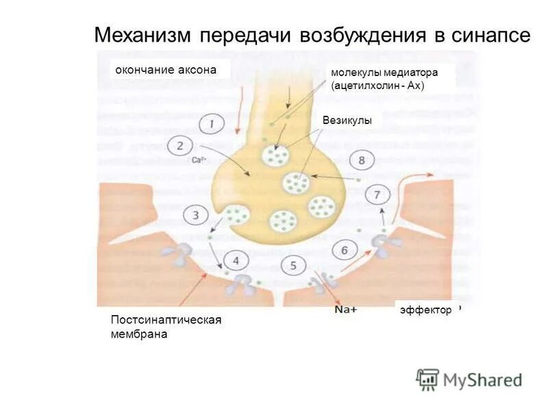 Передача структур функциям. Механизм синаптической передачи нервного импульса через синапс. Механизм проведения возбуждения в синапсах. Механизм передачи возбуждения в химическом синапсе. Механизм проведения возбуждения через синапс. Кратко.