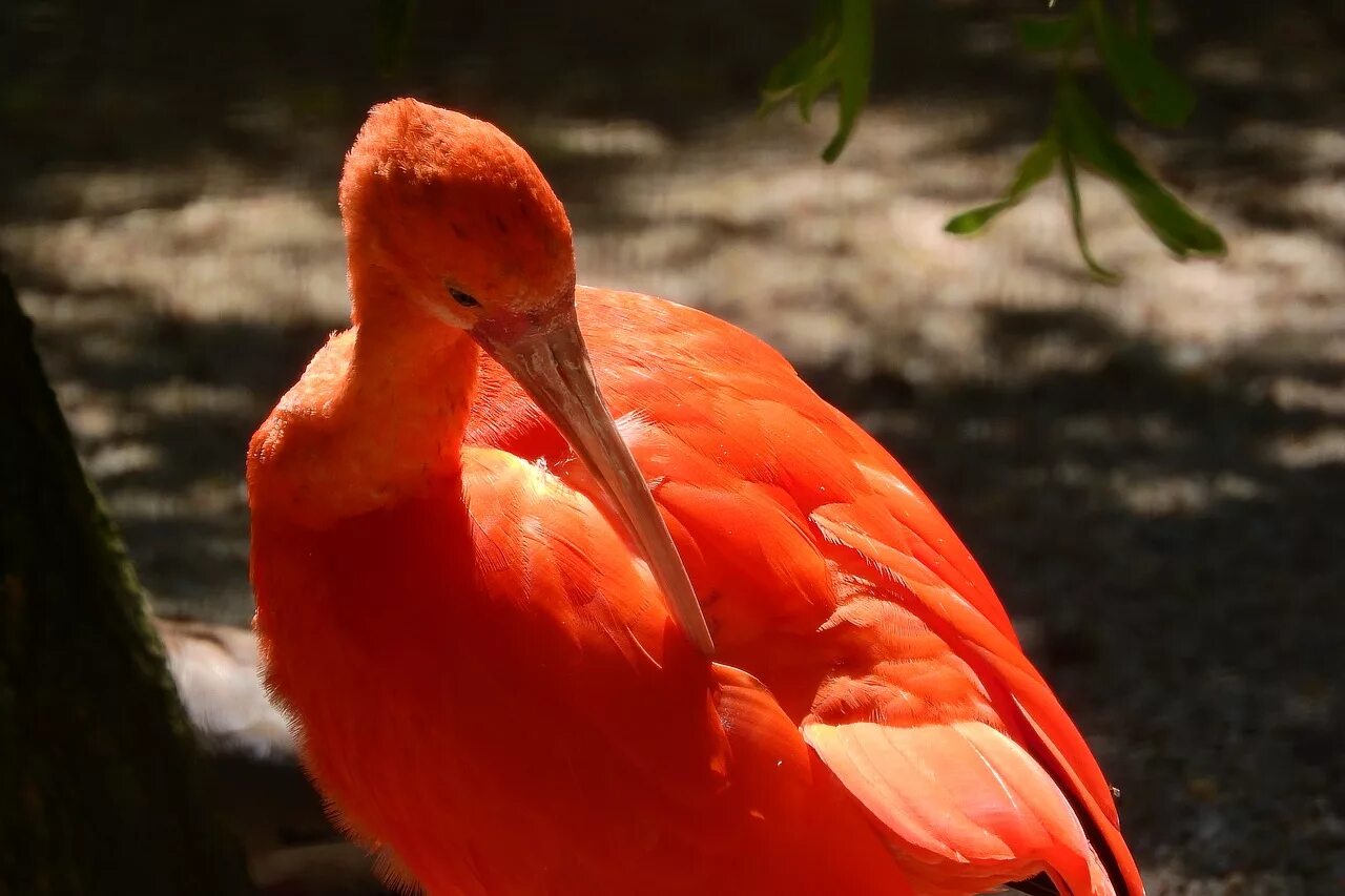 Красный ибис птица. Красный ибис (алый ибис). Красный ибис южная америка. Птица с красными бровями. Большая красная птица.