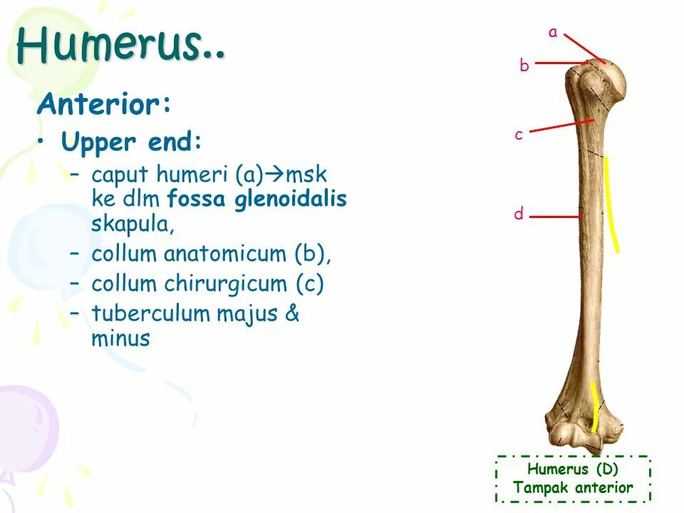 Collum Chirurgicum Humeri. Tuberculum majus Humeri на кости. Фациес Антериор. Collumanatomicum(Humeri).