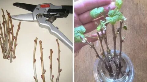 В чем лучше укоренять черенки