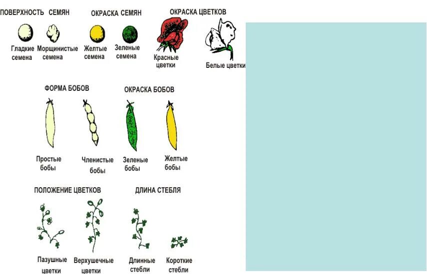 Определите генотип зеленого гладкого гороха. Семена гороха Мендель. Окраска и форма семян гороха посевного. Горох посевной семена наследственные признаки. Альтернативные признаки гороха Менделя.