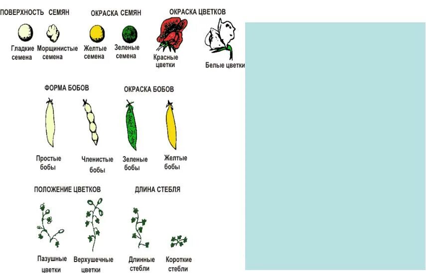 Семена гороха Мендель. Окраска и форма семян гороха посевного. Горох посевной семена наследственные признаки. Альтернативные признаки гороха Менделя.