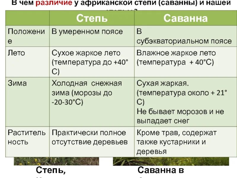 Определите черты сходства и различия природы сибири. Сходство и различие саванны и степи. Сходства и различия между саваннами и степями. Степь и Саванна отличия. Характеристика зоны степей.