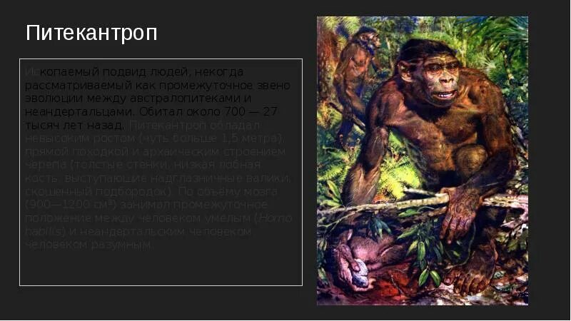Происхождение питекантропа. Питекантроп образ жизни. Питекантроп 5 класс это. Объем мозга питекантропа. Питекантроп.