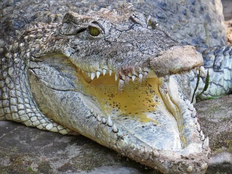 Крокодилы открывают рот. Челюсть крокодила. Крокодил открыл пасть. Крокодил с открытым ртом.