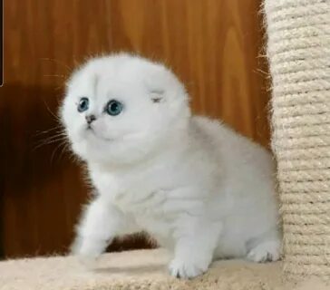 Шотландская шиншилла котенок