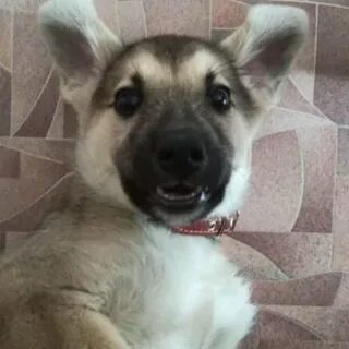 Щенок 1 месяц кусается