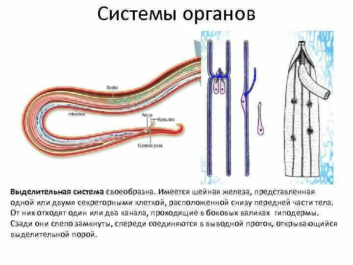 Выделительная система система круглых червей. Выделительная система кргулыхчервей. Выделительная система круглых червей 7. Тип выделительной системы круглых червей.