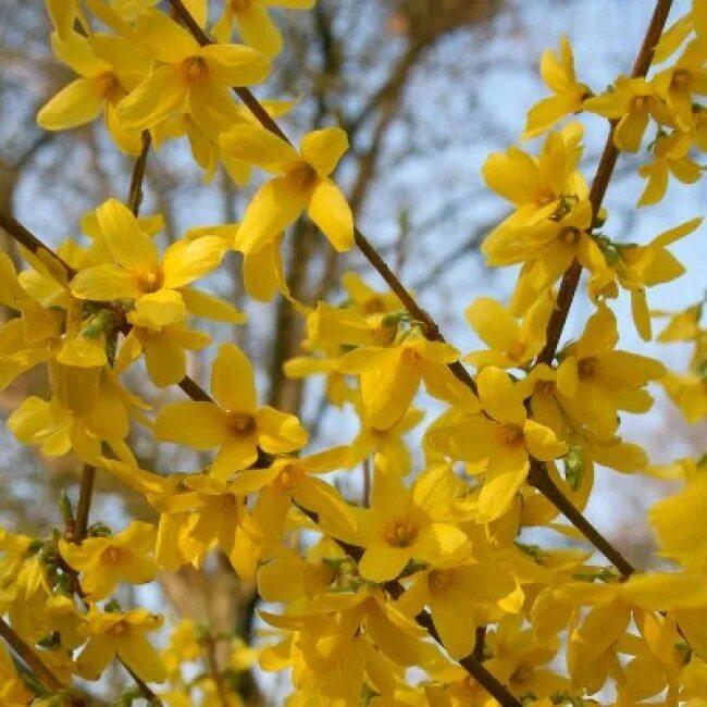 Форзиция промежуточная (Forsythia Intermedia). Форзиция промежуточная Линвуд. Форзиция промежуточная Вик энд. Форзиция промежуточная Линвуд саженцы. Куст желтого цвета весной