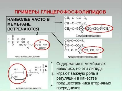 Характеристика липидов мембран