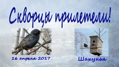 Скоро прилетят на родину скворцы словосочетания