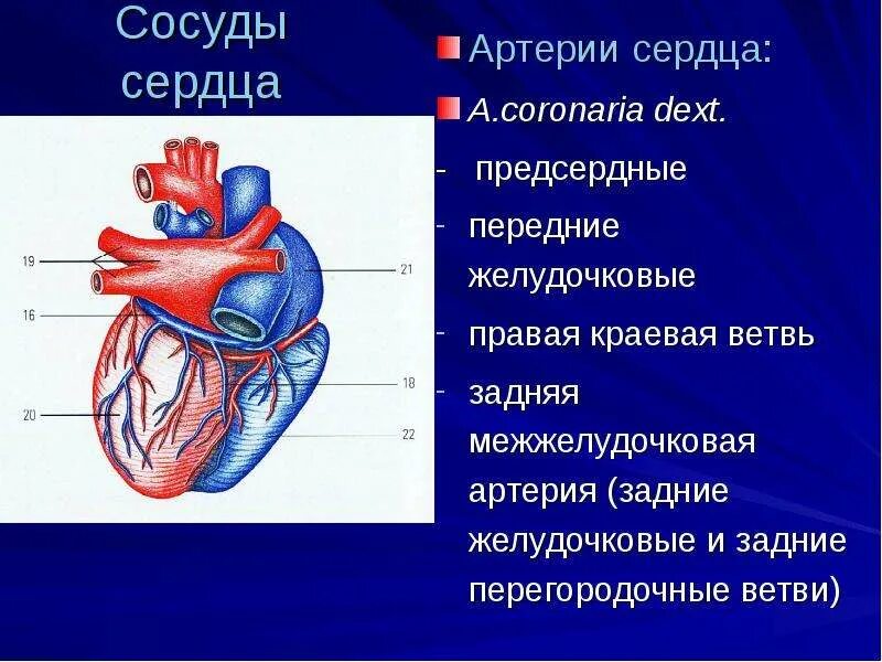 Три артерии сердца. Сосуды сердца. отделы сердца и сосуды. название отделов сердца. основные отделы сердца.