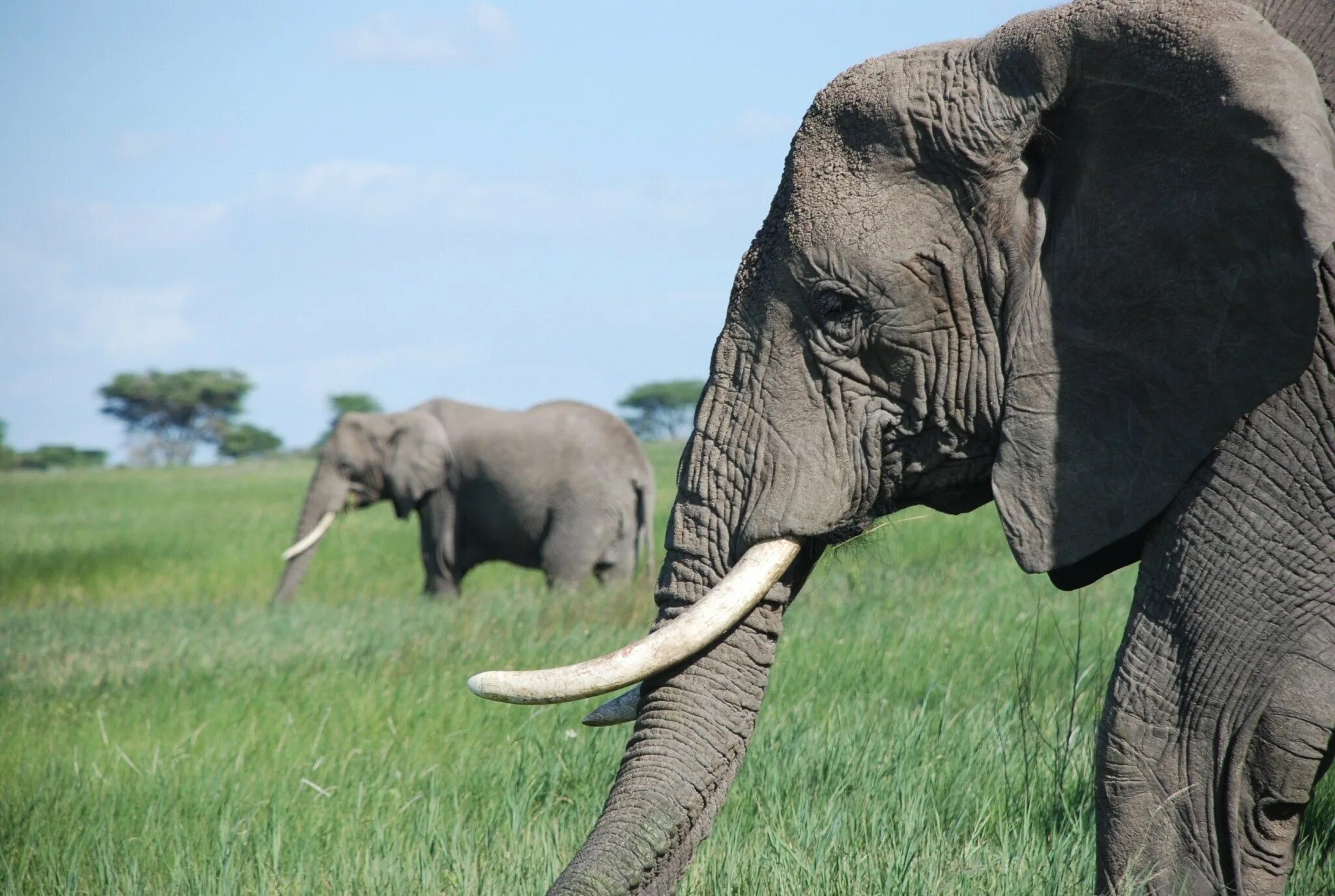 Голова слона. Уши слона. Морда слона. Слон фото. Elephant present