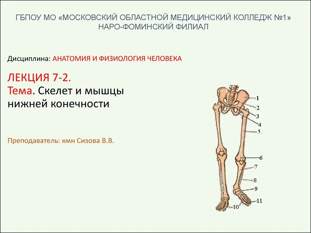 Скелет нижней конечности пояс нижней конечности. Пояс нижних конечностей человека. Скелет нижней конечности лекция. Нижние конечности человека.